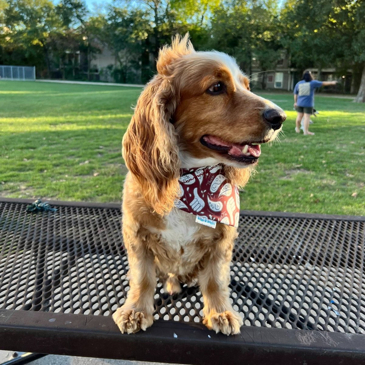 Gig'em Texas Aggies Dog Bandana - Briggs 'n' Wiggles