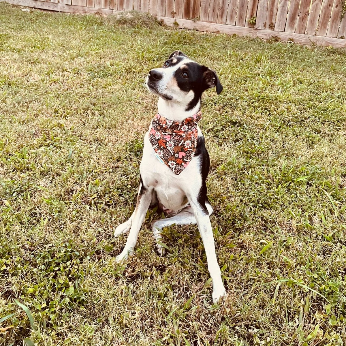 Girls LOVE Football Dog Bandana - Briggs 'n' Wiggles