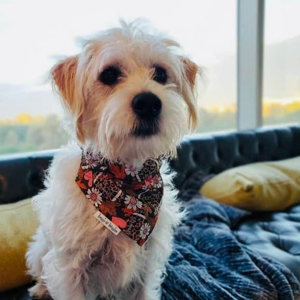 Girls LOVE Football Dog Bandana - Briggs 'n' Wiggles