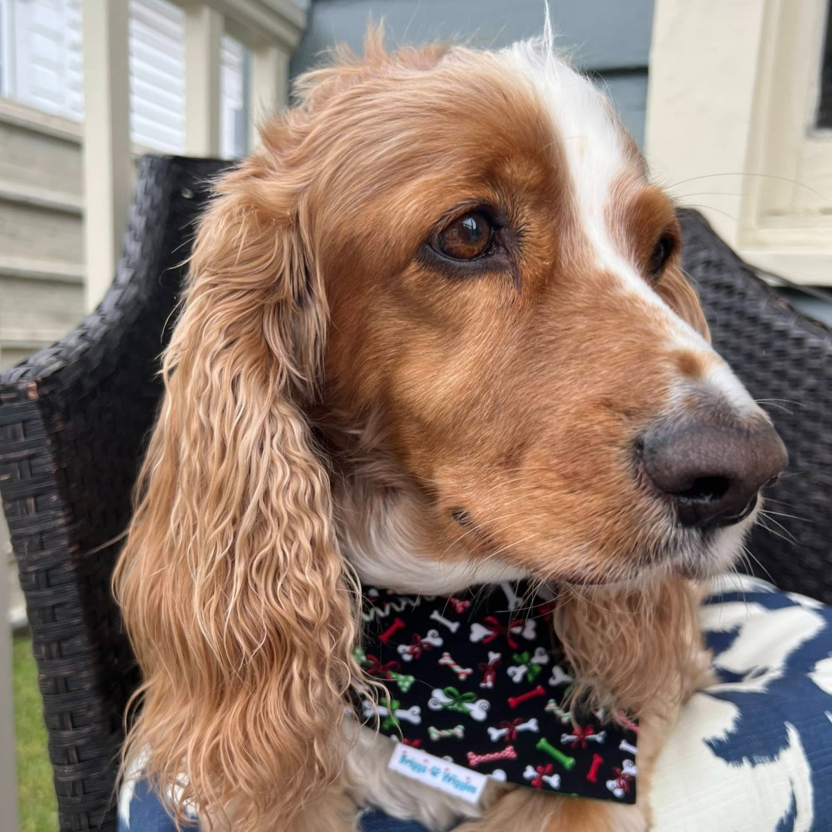 Give the Dog a Bone Dog Bandana - Briggs 'n' Wiggles