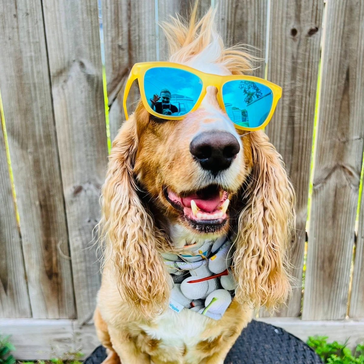 Golf Ball and Tee Dog Bandana - Briggs 'n' Wiggles