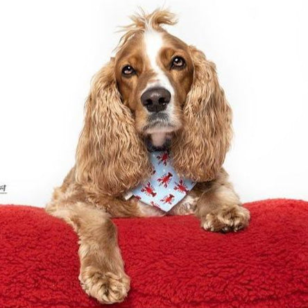 Got Crawfish Dog Bandana | Briggs 'n' Wiggles - Briggs 'n' Wiggles