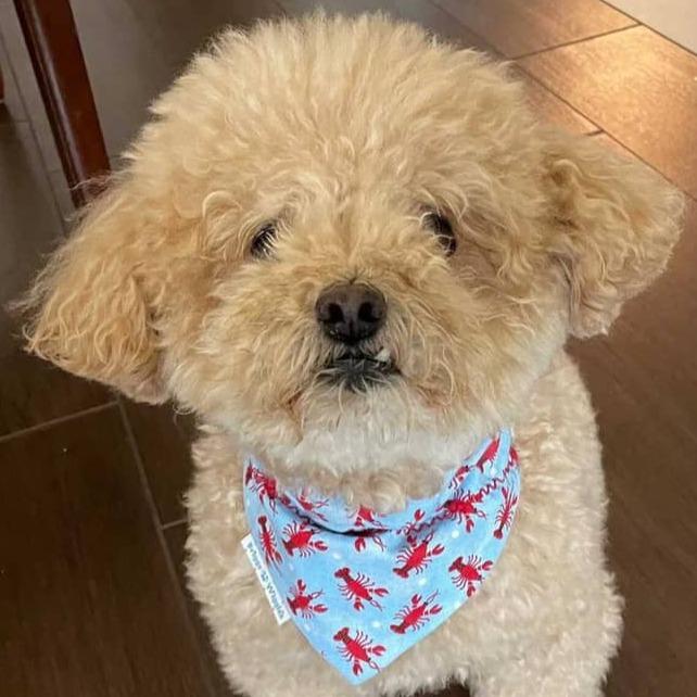 Got Crawfish Dog Bandana - Briggs 'n' Wiggles