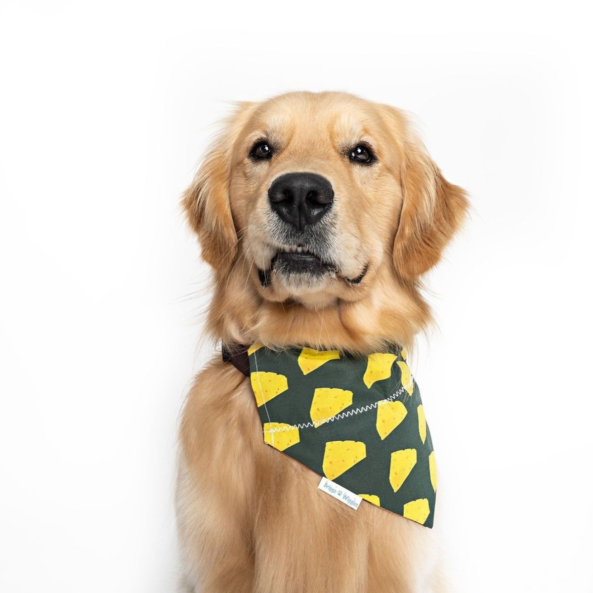 Green Bay Cheese Head Football Dog Bandana - Briggs 'n' Wiggles