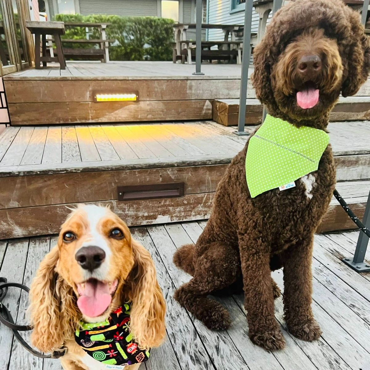 Halloween Pawty Dog Bandana - Briggs 'n' Wiggles