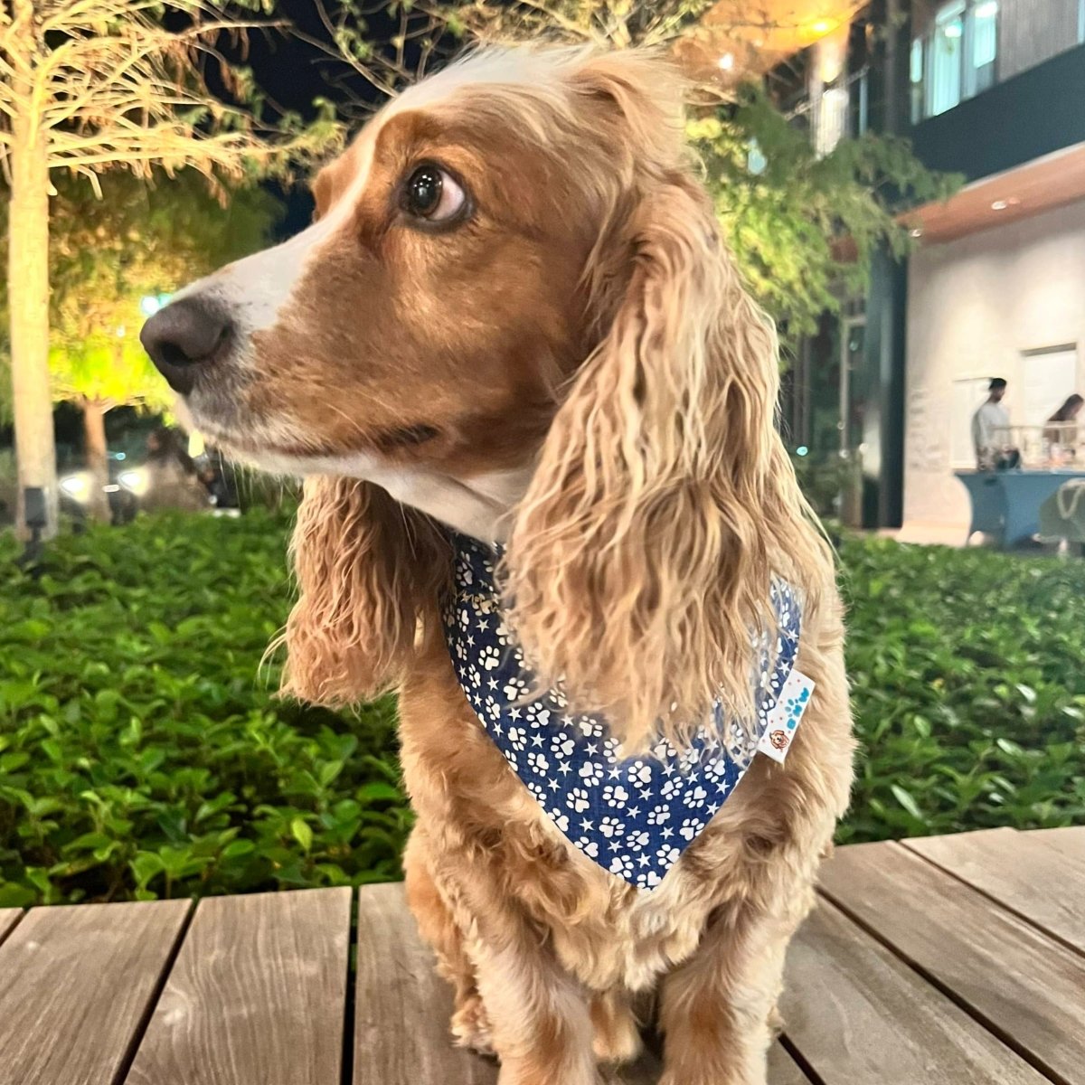 Hanukkah Reversible Dog Bandana - Briggs 'n' Wiggles