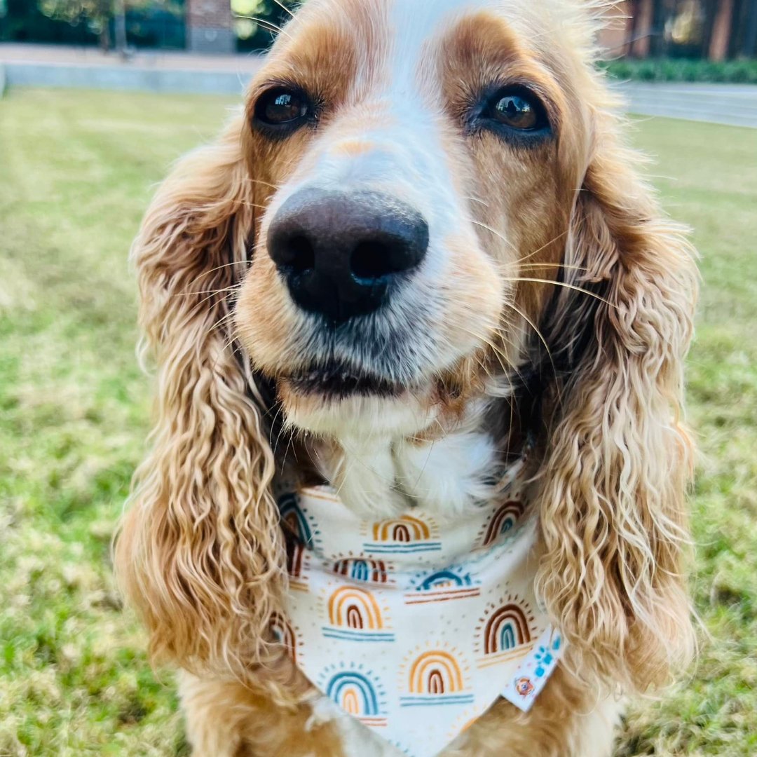 Happy Barkday Dog Bandana - Briggs 'n' Wiggles