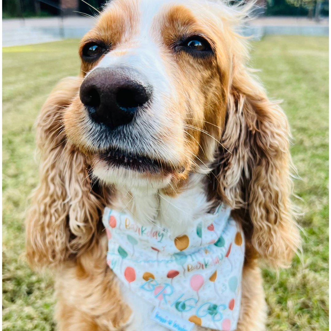 Happy Barkday Dog Bandana - Briggs 'n' Wiggles