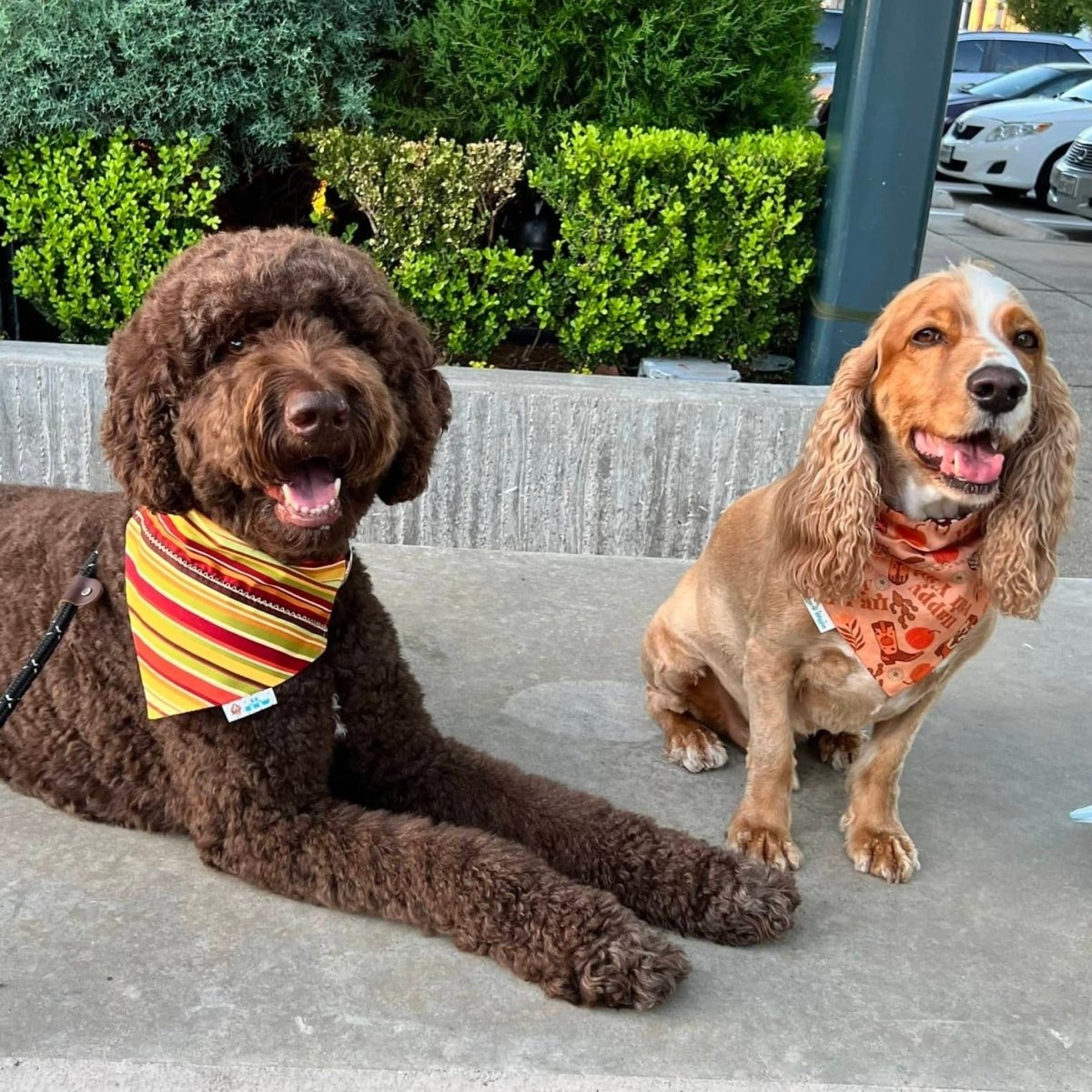 Happy Fall Ya'll Over the Collar Dog Bandana - Briggs 'n' Wiggles