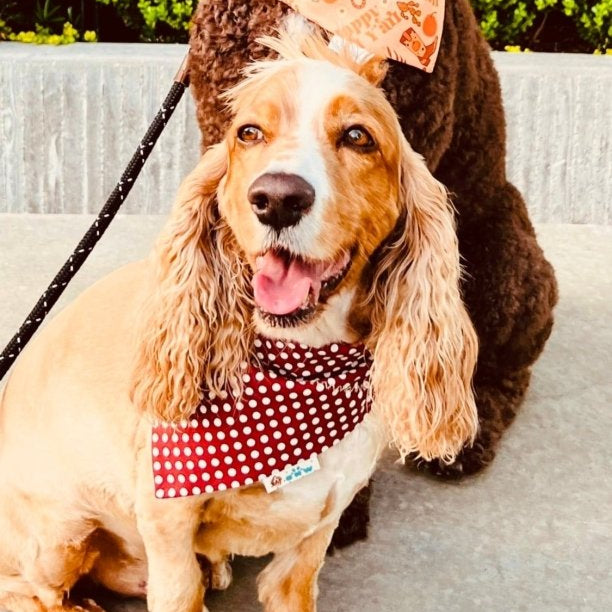 Happy Fall Ya'll Over the Collar Dog Bandana - Briggs 'n' Wiggles