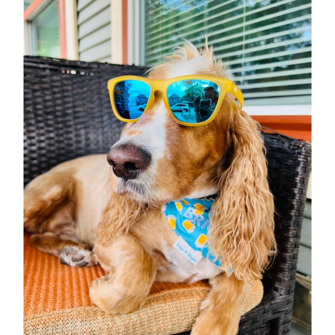 Happy Friday Beer Dog Bandana | Briggs 'n' Wiggles - Briggs 'n' Wiggles