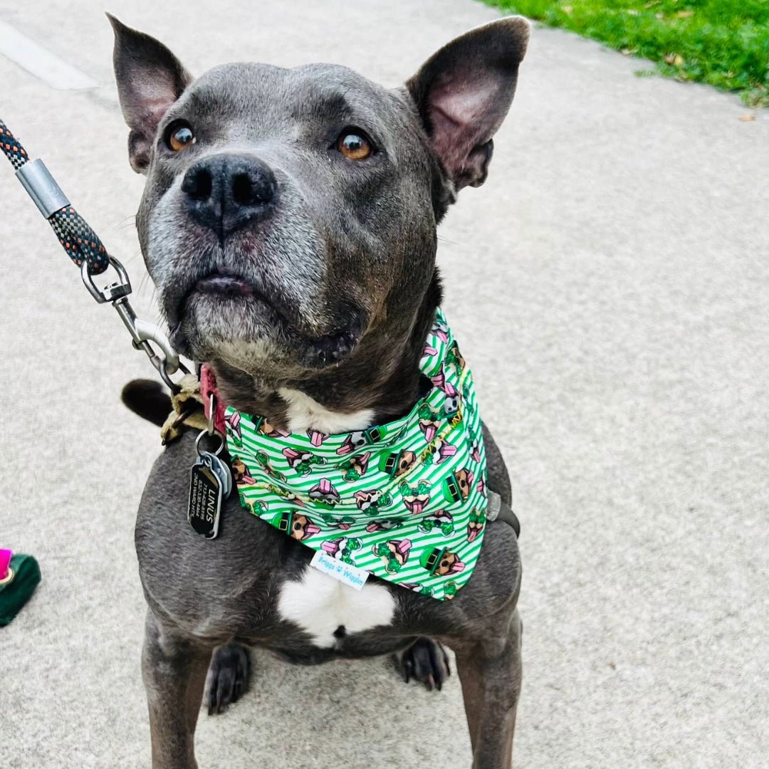 Happy Pitbull St. Patrick's Day Dog Bandana - Briggs 'n' Wiggles