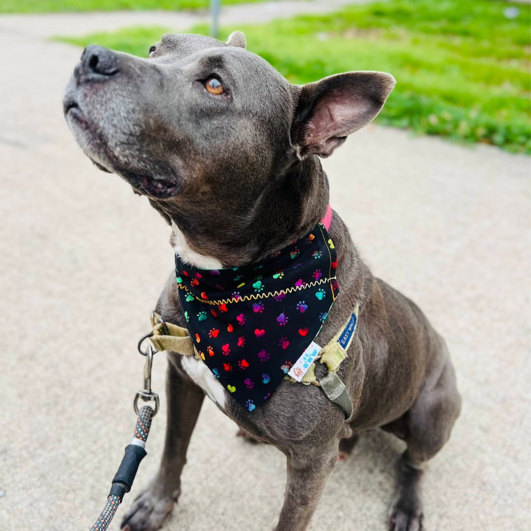 Happy Pitbull St. Patrick's Day Dog Bandana - Briggs 'n' Wiggles