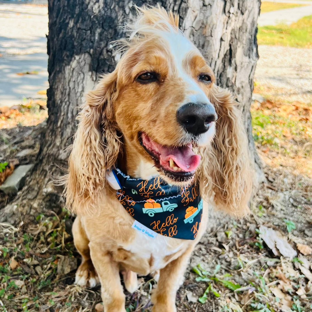 Hello Fall Dog Bandana - Briggs 'n' Wiggles