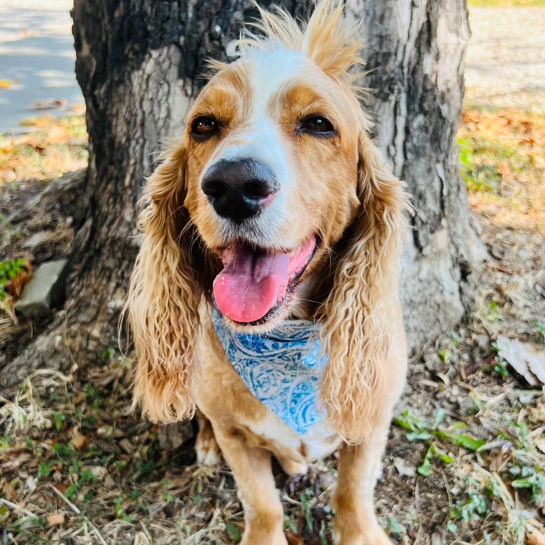 Hello Fall Dog Bandana - Briggs 'n' Wiggles