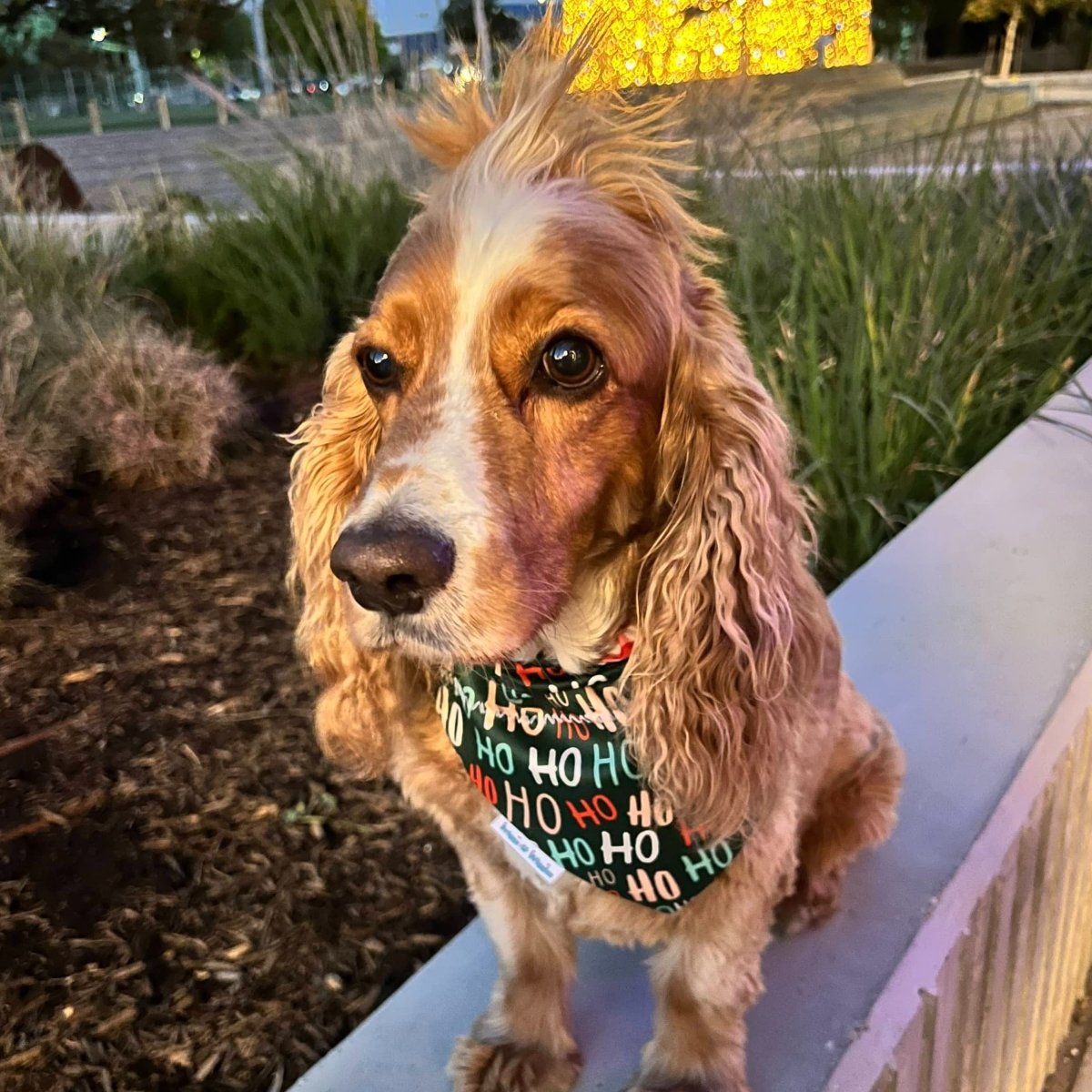 HO HO HO Santa Claus is Coming Dog Bandana - Briggs 'n' Wiggles