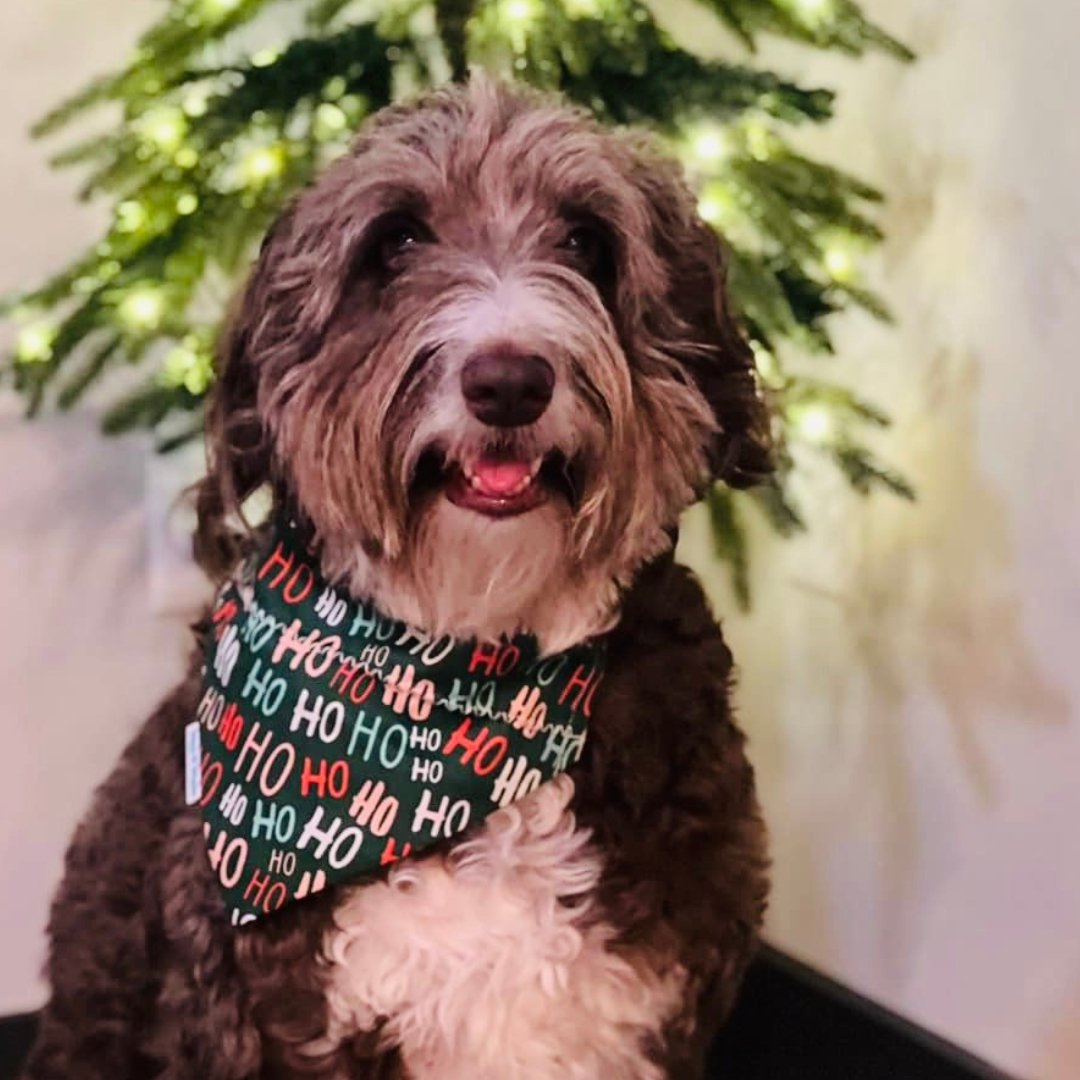 HO HO HO Santa Claus is Coming Dog Bandana - Briggs 'n' Wiggles