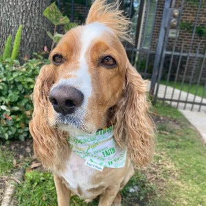 HOLD ME TIGHT Lymphoma Dog Bandana - Briggs 'n' Wiggles