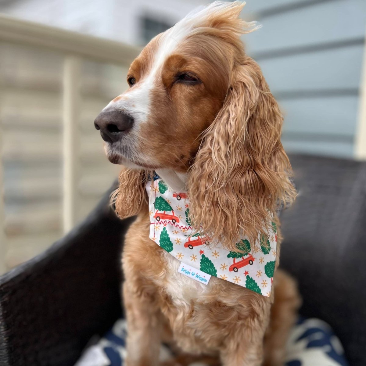 Dog wearing reversible Christmas bandana with red truck and Christmas tree print – handmade holiday dog accessory by Briggs ‘n’ Wiggles, available at June & Co.