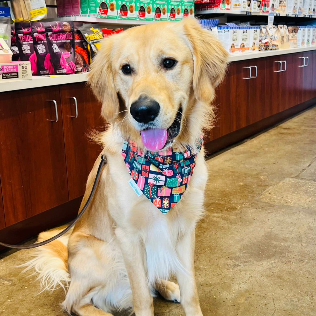 Holiday Gifts Metallic | Dog Bandana - Briggs 'n' Wiggles