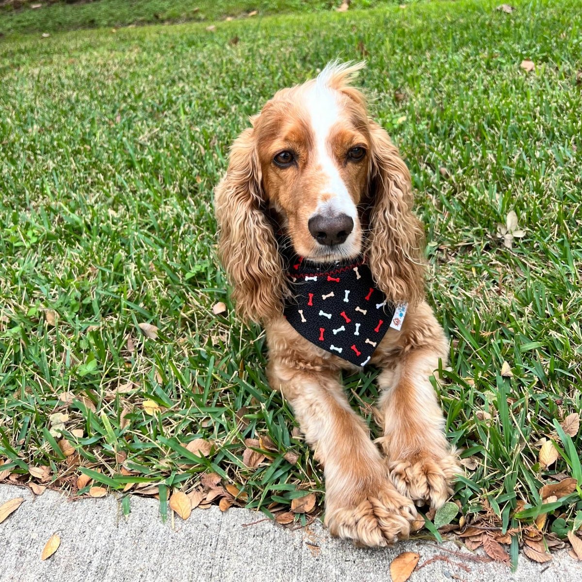 Holiday Puppuccino Dog Bandana - Briggs 'n' Wiggles