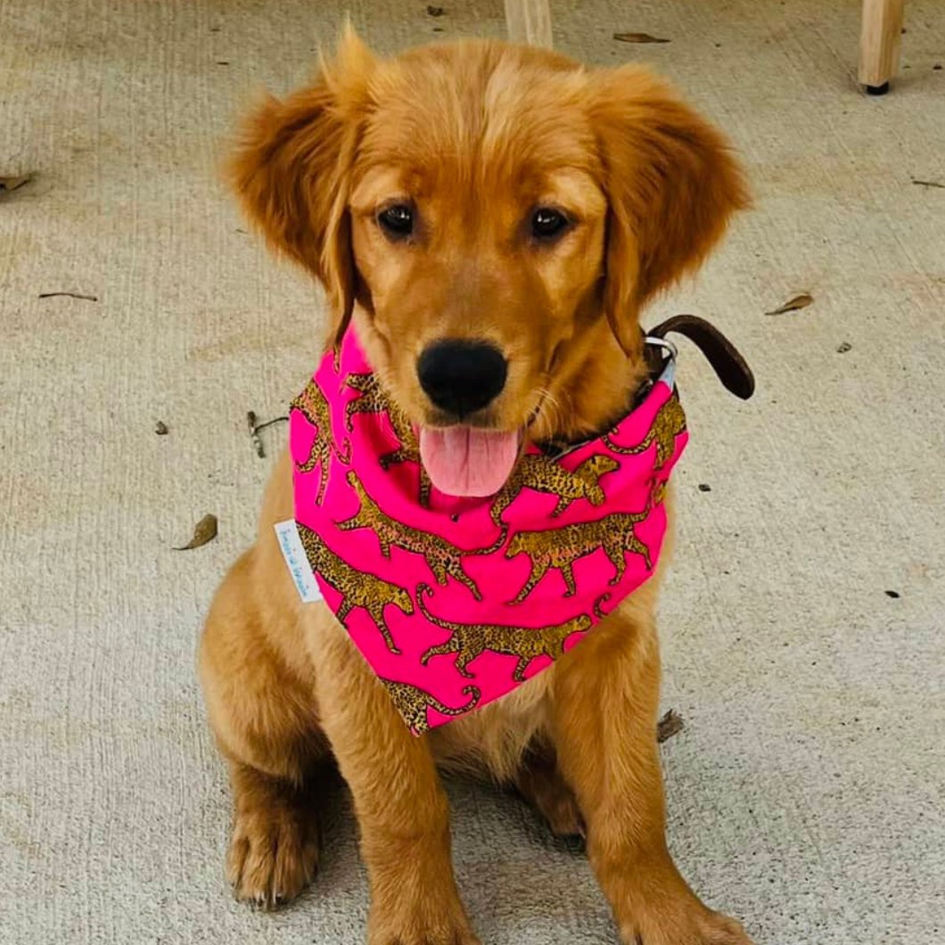 HOT Pink Cheetah & Leopard Dog Bandana - Briggs 'n' Wiggles
