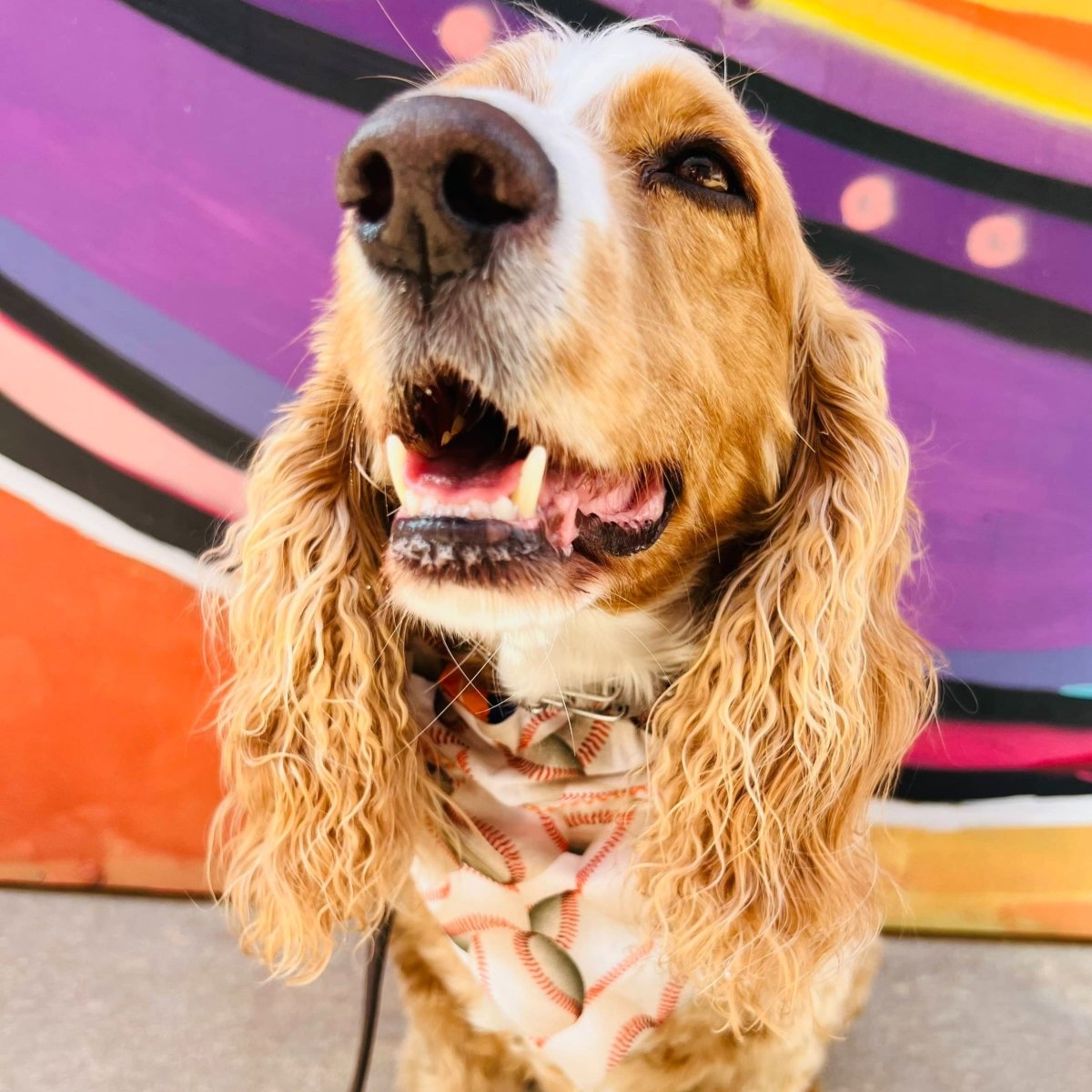 Houston Astros Inspired Space City Slip-Over the Collar Dog Bandana - Briggs 'n' Wiggles