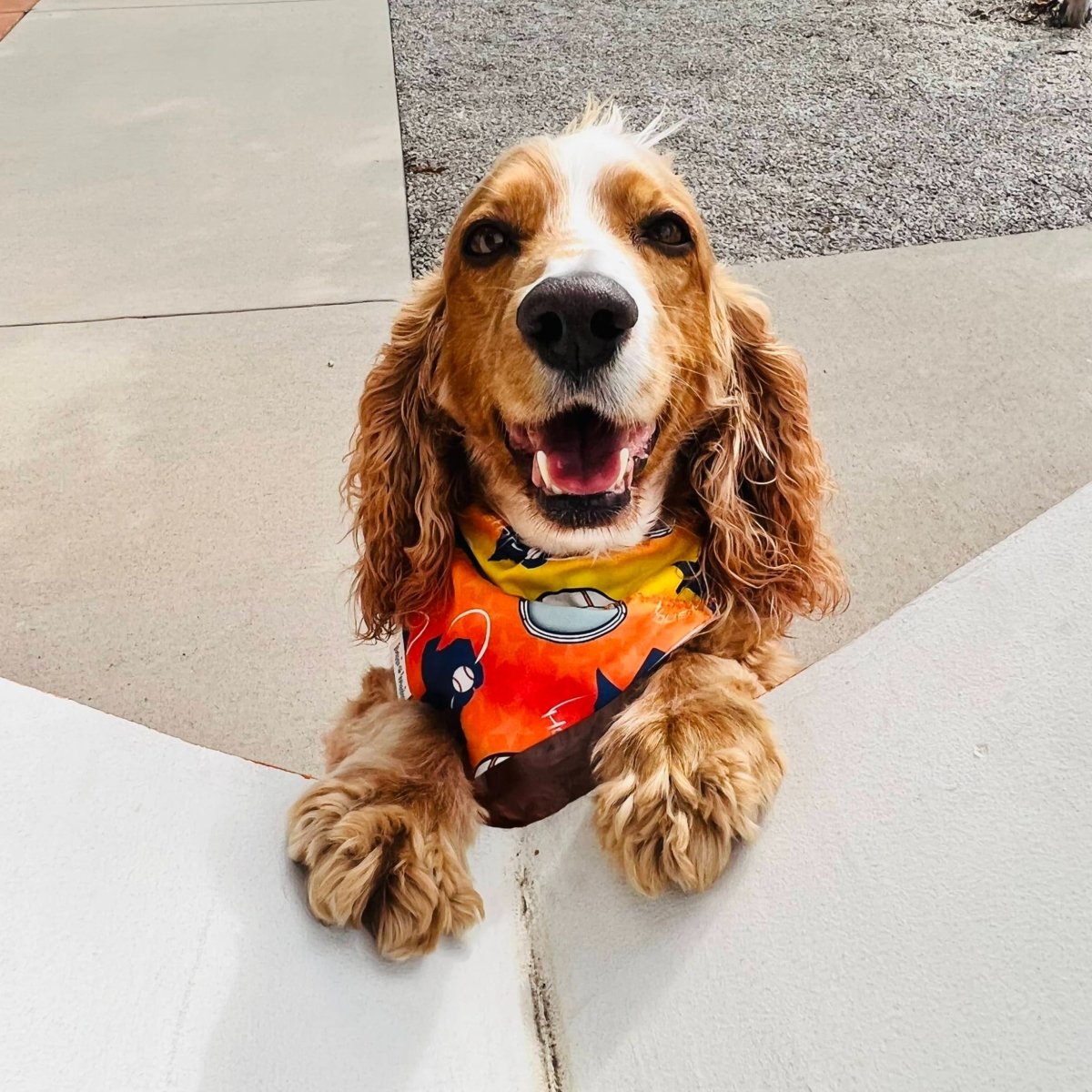Houston Astros Inspired Space City Slip-Over the Collar Dog Bandana - Briggs 'n' Wiggles