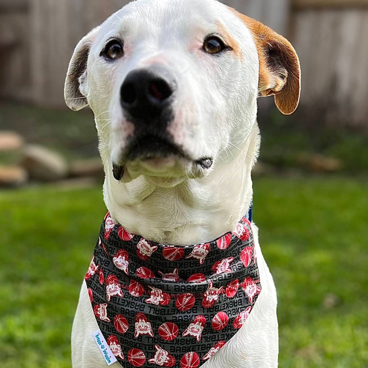 Houston Cougar Basketball Dog Bandana - Briggs 'n' Wiggles