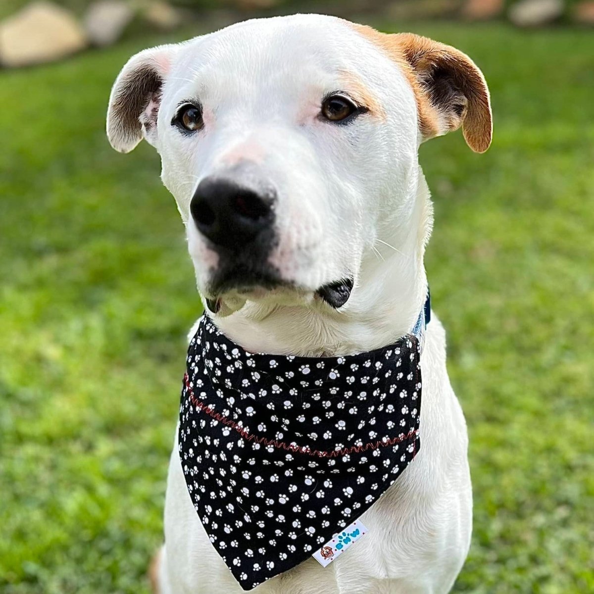 Houston Cougar Basketball Dog Bandana - Briggs 'n' Wiggles