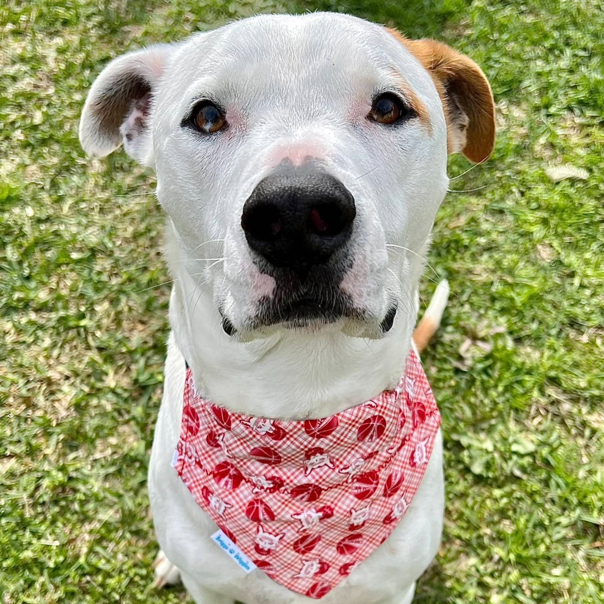 Houston Cougar Basketball Plaid Dog Bandana - Briggs 'n' Wiggles