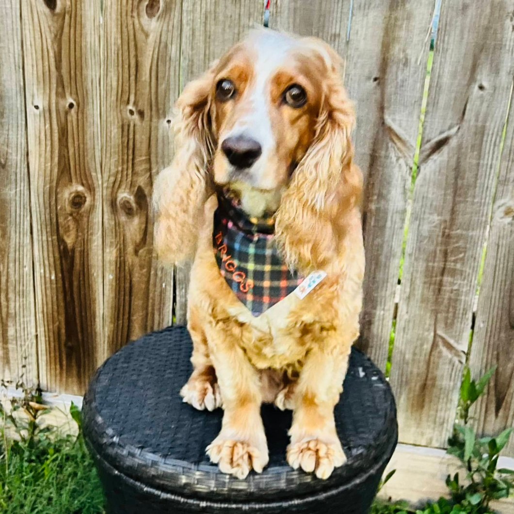 I Do Tricks for Treats Halloween Dog Bandana - Briggs 'n' Wiggles
