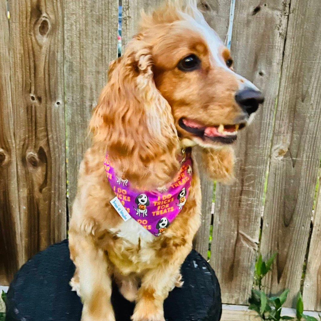 Briggs wearing purple Halloween dog bandana with 'I Do tricks for Treats' text and cute dog graphic, handmade for festive spooky season style.