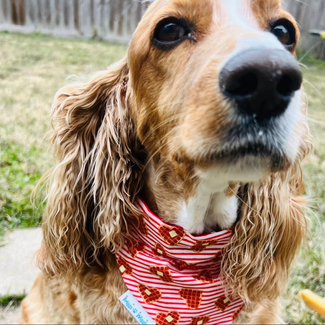 Dog wearing I Heart Waffles Bandana with fun waffle design, perfect for Valentine's Day, dogs named Waffle, or everyday style.