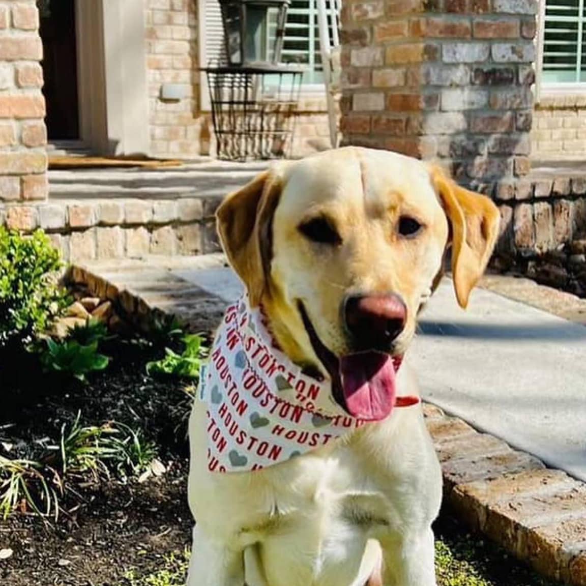 I LOVE Cougars Dog Bandana - Briggs 'n' Wiggles
