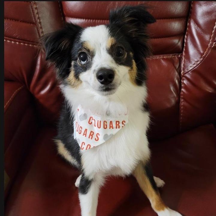 I LOVE Cougars Dog Bandana - Briggs 'n' Wiggles - Briggs 'n' Wiggles