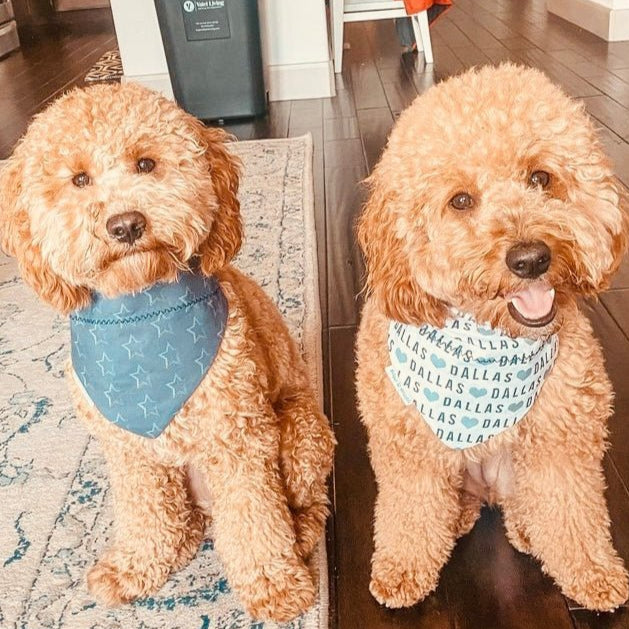 Dog wearing both the I Love Dallas Bandana and the Blue with silver stars Dallas bandana inspired by the Dallas Cowboys.