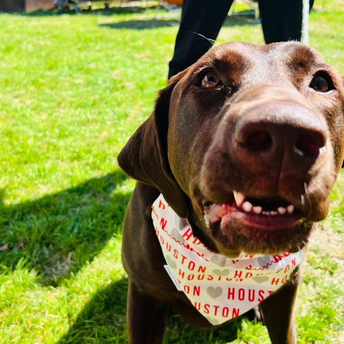 I LOVE Houston Dog Bandana - Briggs 'n' Wiggles