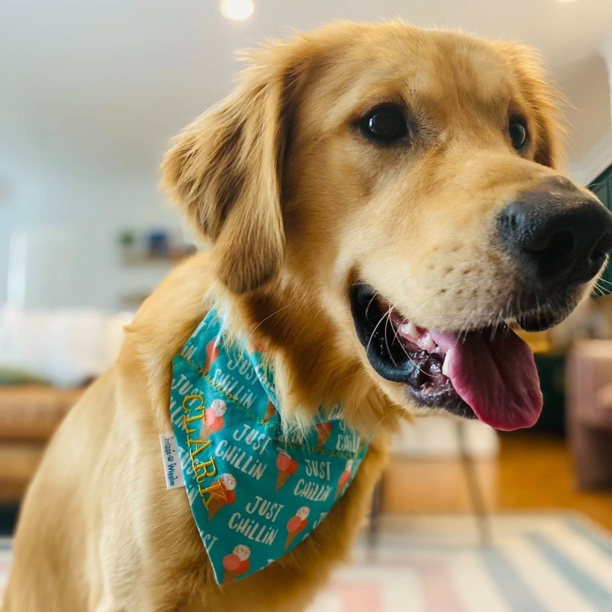 Just Chillin Ice Cream Dog Bandana - Briggs 'n' Wiggles