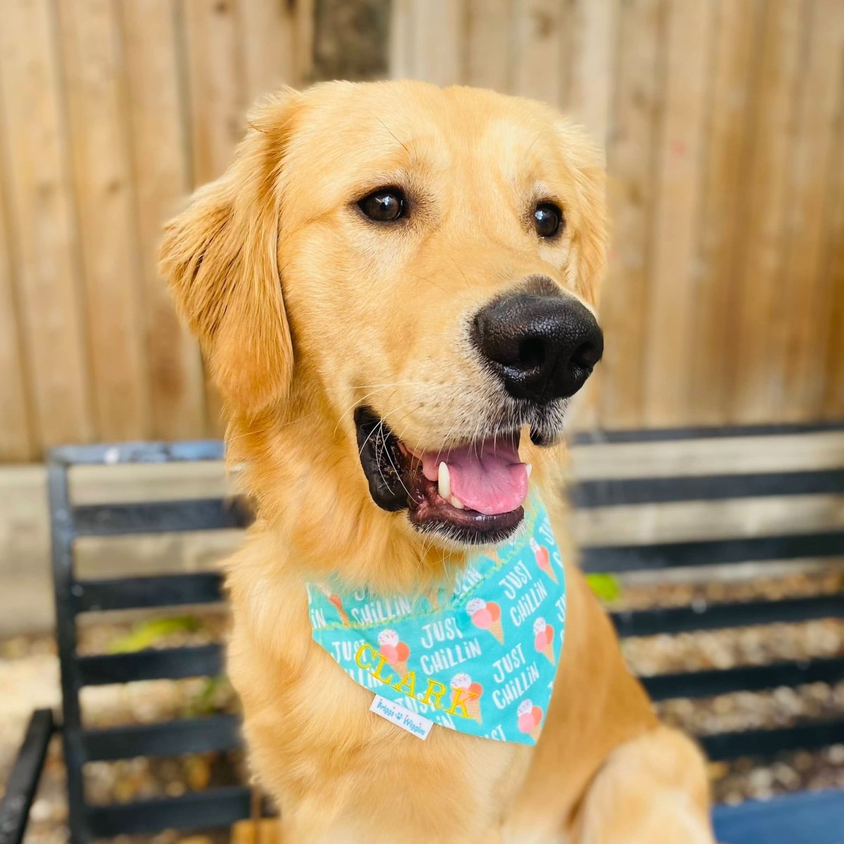 Just Chillin Ice Cream Dog Bandana - Briggs 'n' Wiggles