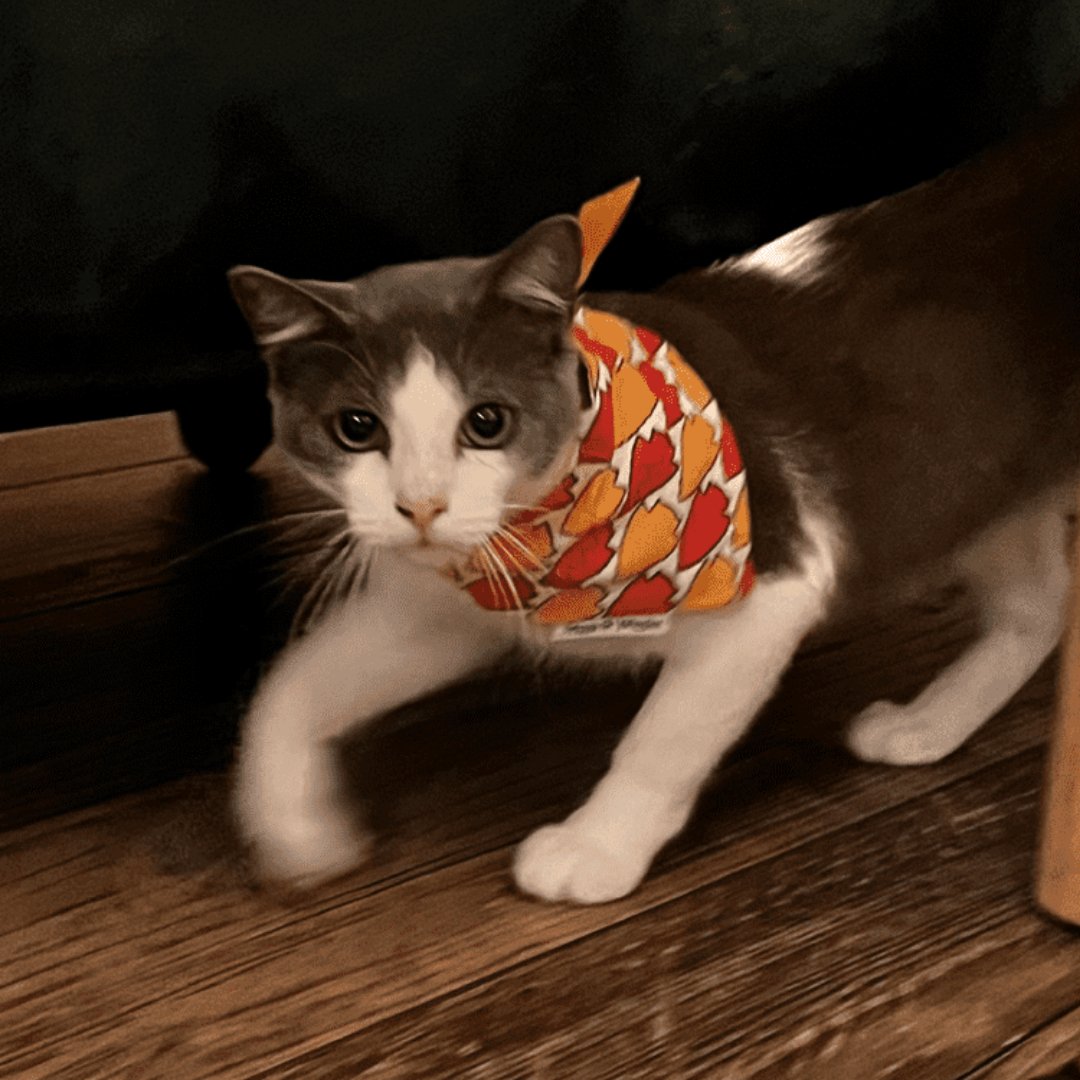 Kansas City Chiefs Football Over the Collar Dog Bandana - Briggs 'n' Wiggles