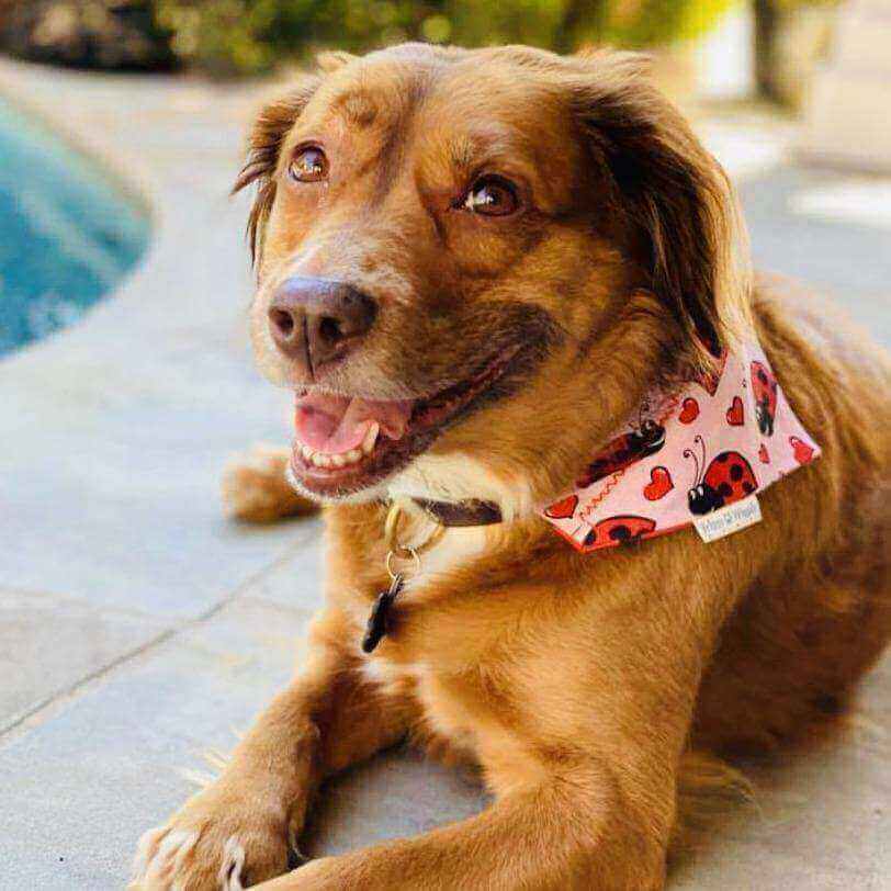 Lady Bug Dog Bandana - Briggs 'n' Wiggles