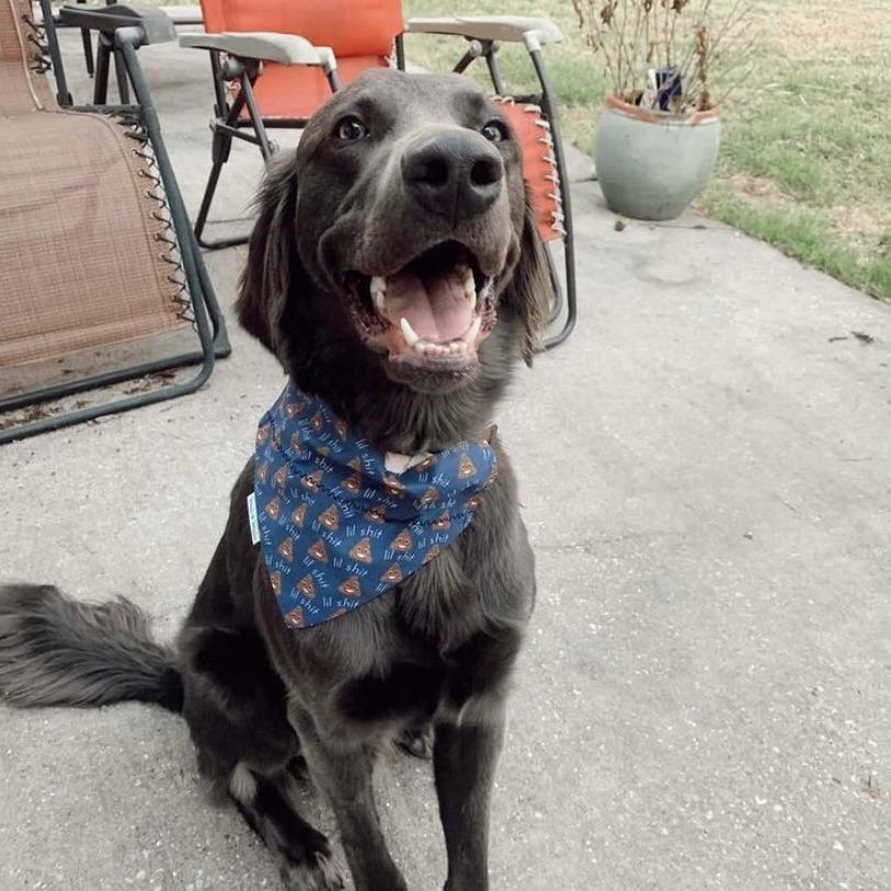 Lil Shit Dog Bandana - Briggs 'n' Wiggles