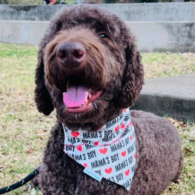 Dog wearing the Gray mama's Boy reversible bandana with bold lettering, red hearts and sleek gray design, ideal for trendy pet accessories.