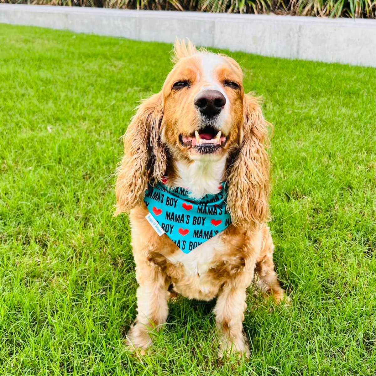 Dog wearing the Teal mama's Boy reversible bandana with bold lettering, red hearts and sleek teal design, ideal for trendy pet accessories.