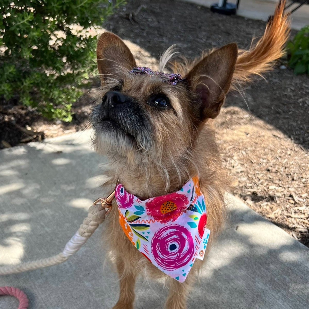 MAMA'S GIRL Dog Bandana - Briggs 'n' Wiggles