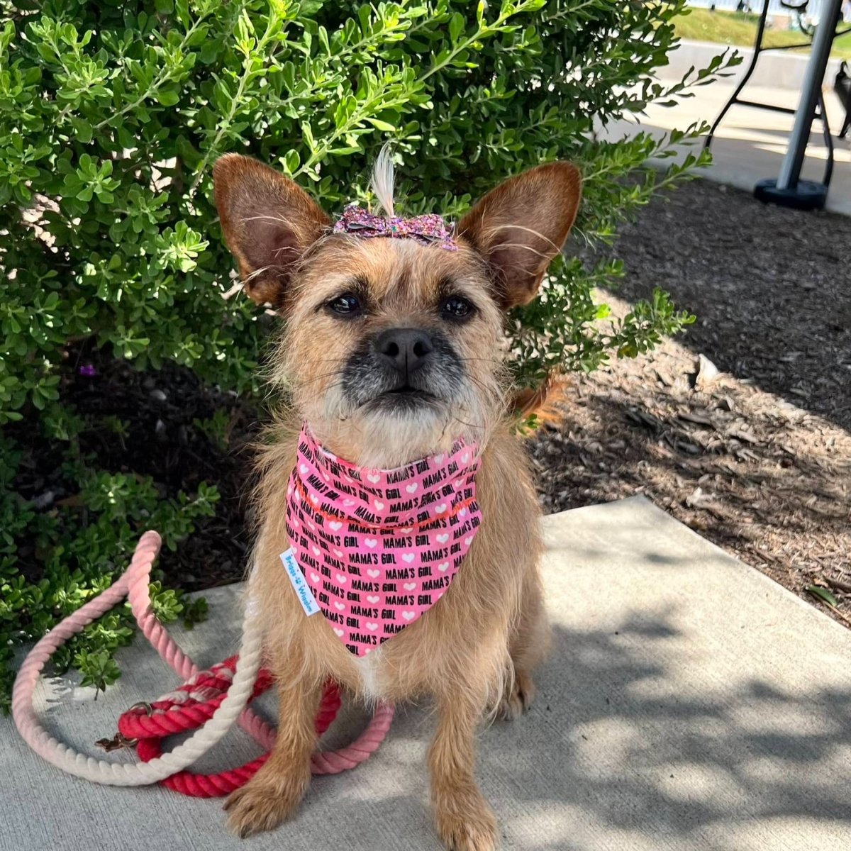 MAMA'S GIRL Dog Bandana - Briggs 'n' Wiggles