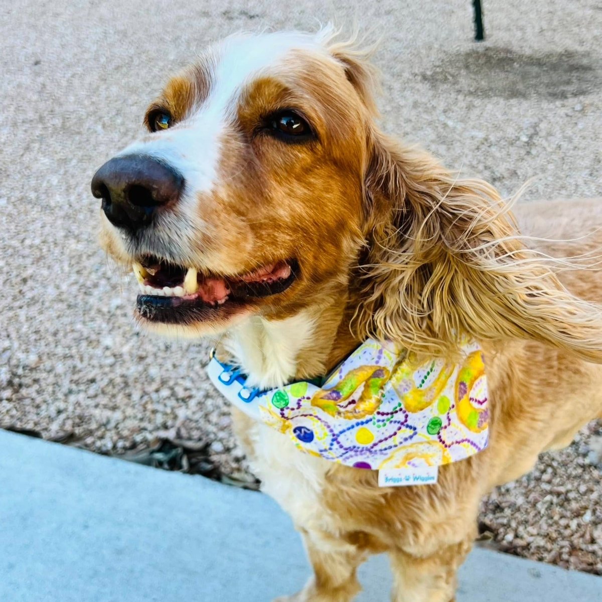 Dog wearing a purple, green, and gold Mardi Gras King Cake dog bandana with festive patterns inspired by New Orleans traditions designed for comfort and style.