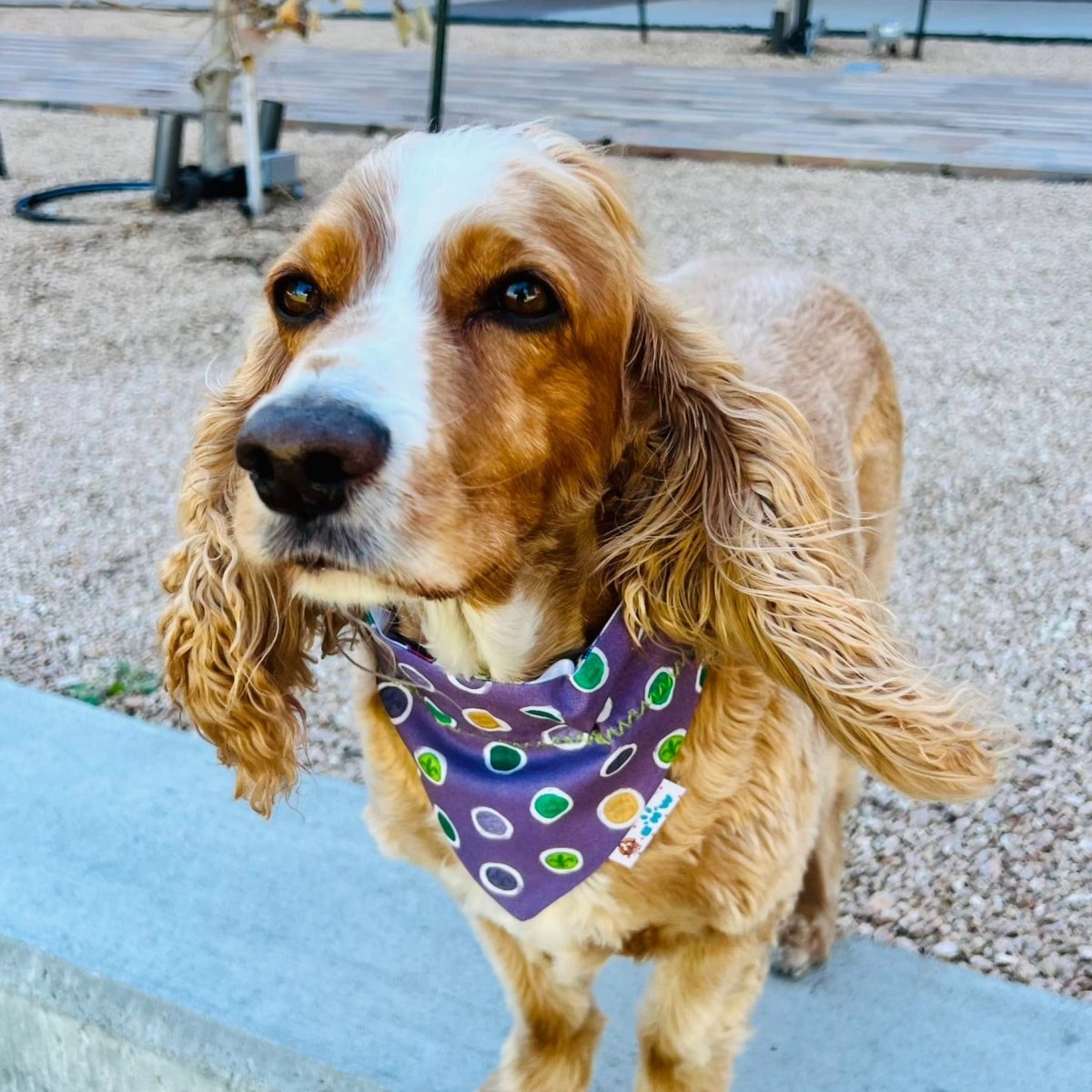 Mardi Gras King Cake Dog Bandana - Briggs 'n' Wiggles