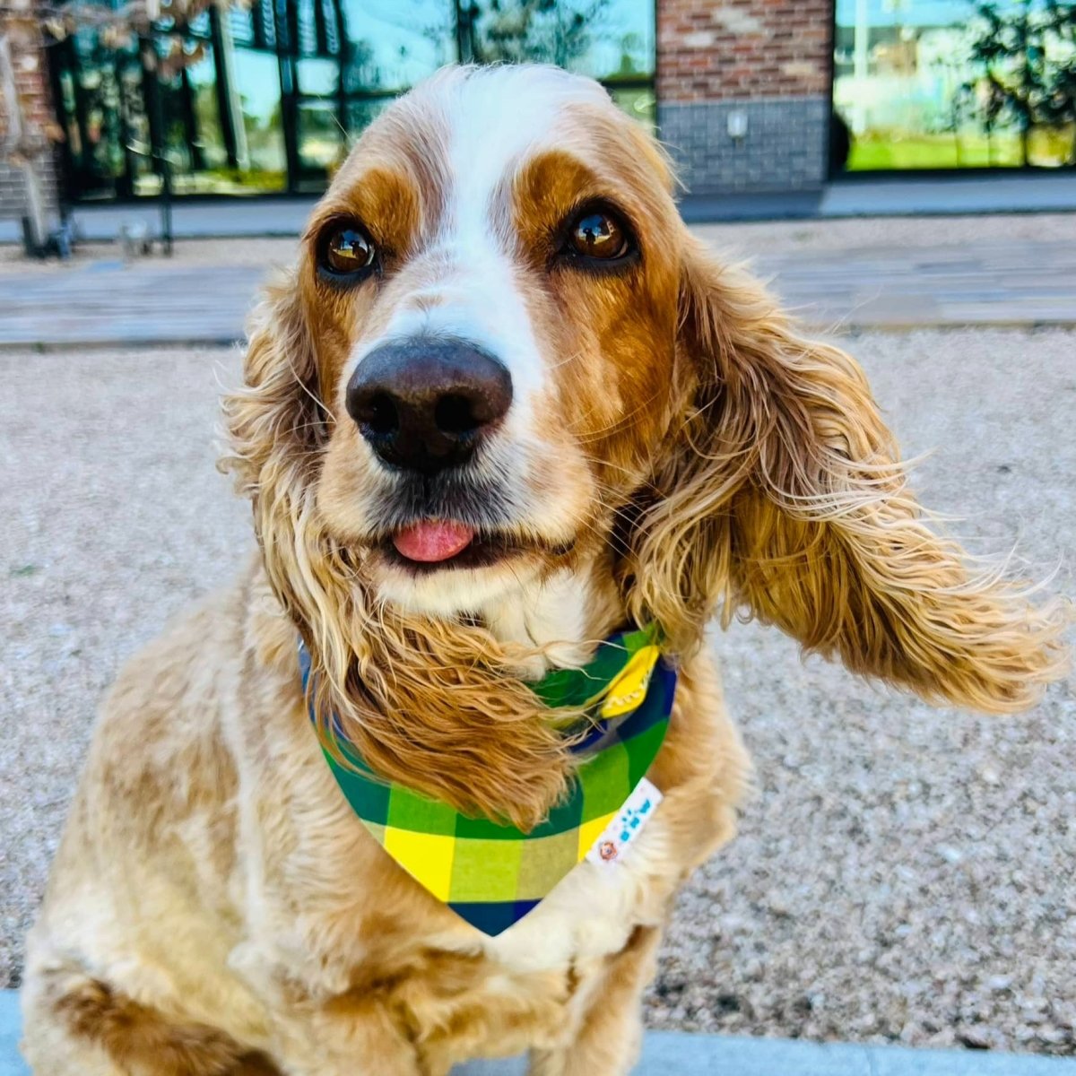 Mardi Gras Lagniappe Dog Bandana - Briggs 'n' Wiggles